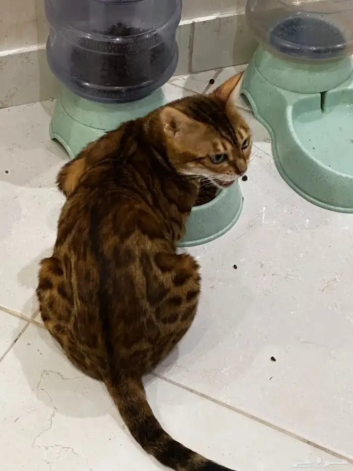 قطط بنغال للبيع مستويات قوية 12