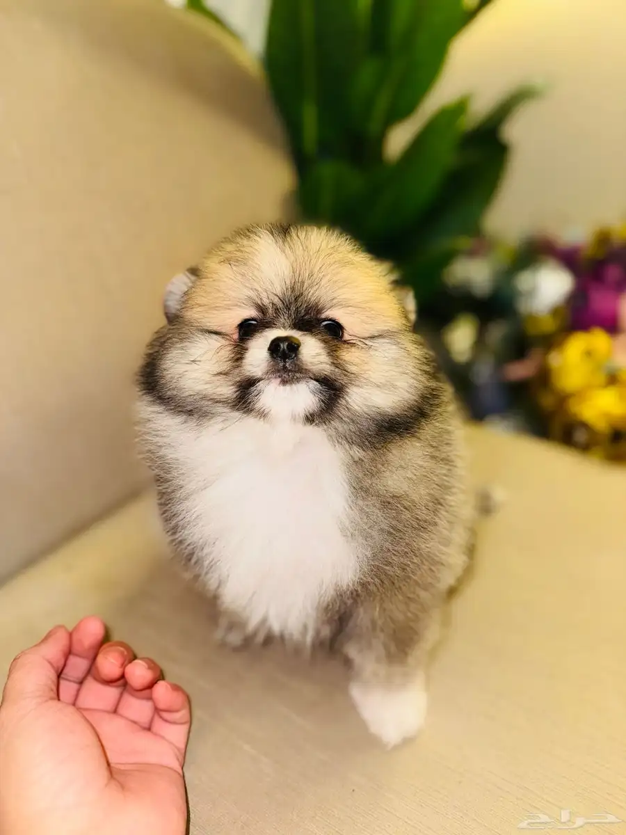 pomeranian for sale 0
