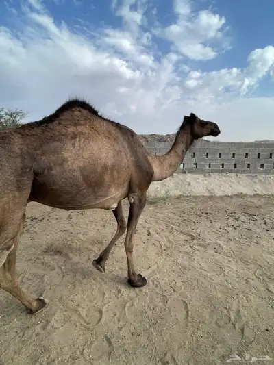 خلفه حليبها واجد تحتها بكره وضروبتين للبيع 3