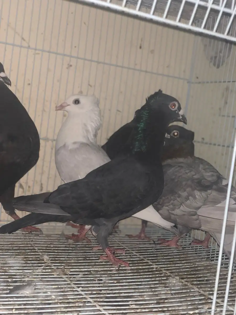حمام زاجل 1
