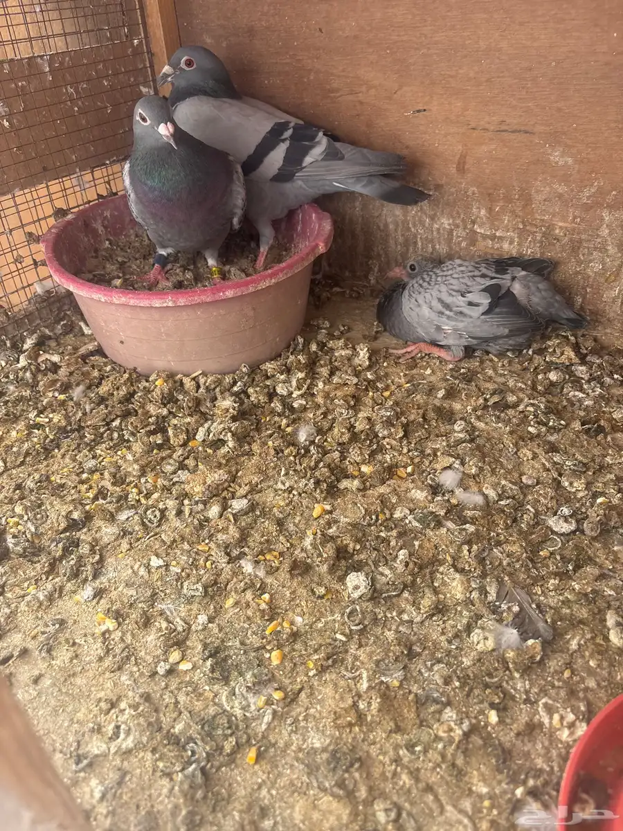 للبيع طبات واجوز زواجل سباق 1