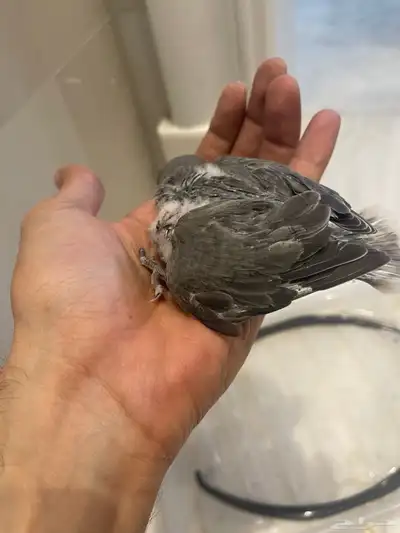 فروخ روز 11