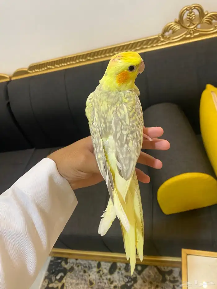 تم (البيع) 0
