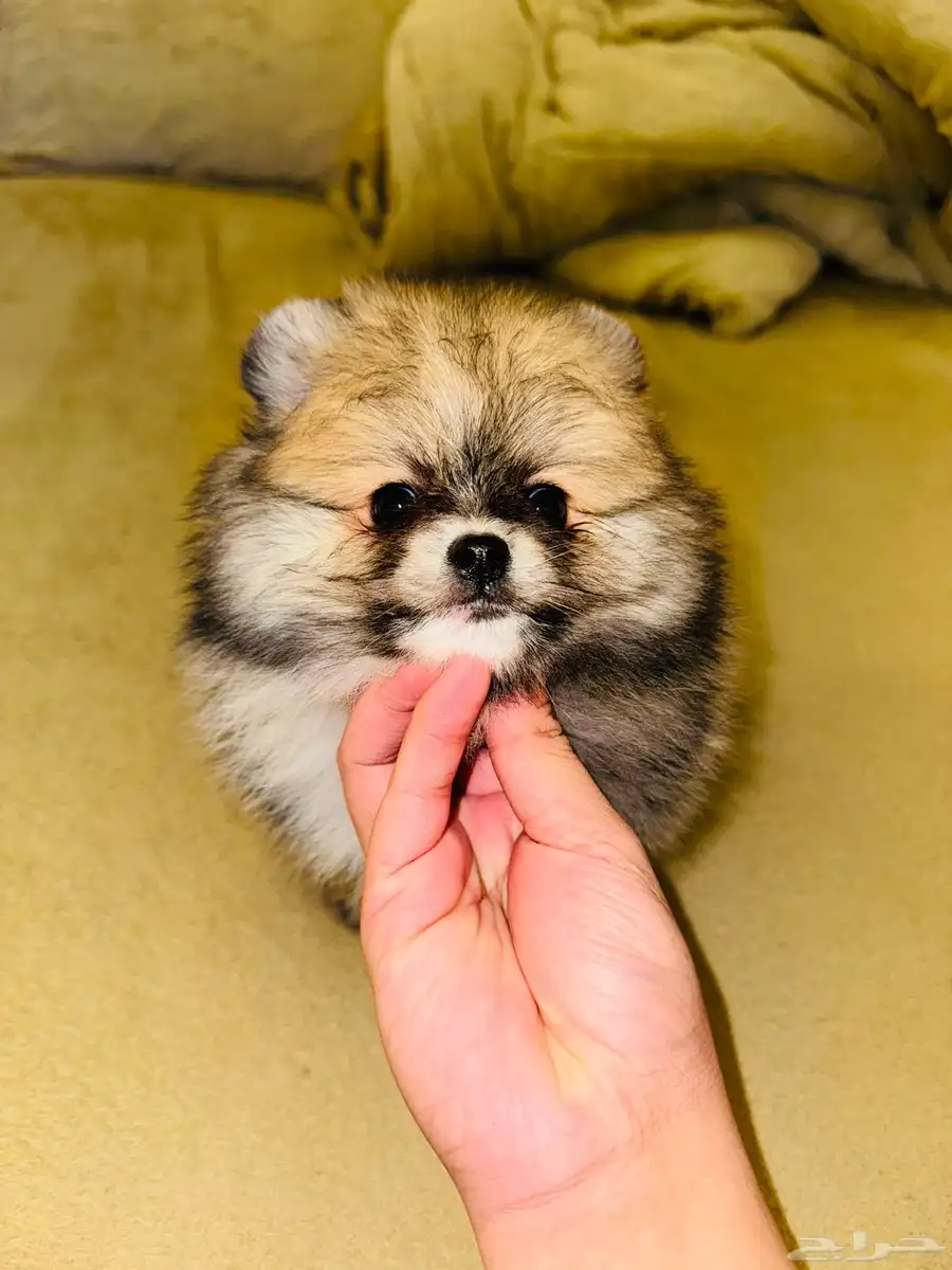pomeranian for sale 4