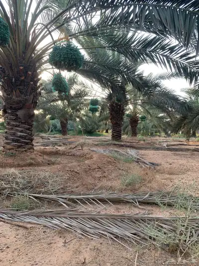 رطب للبيع برحي وسكري واخلاص 2