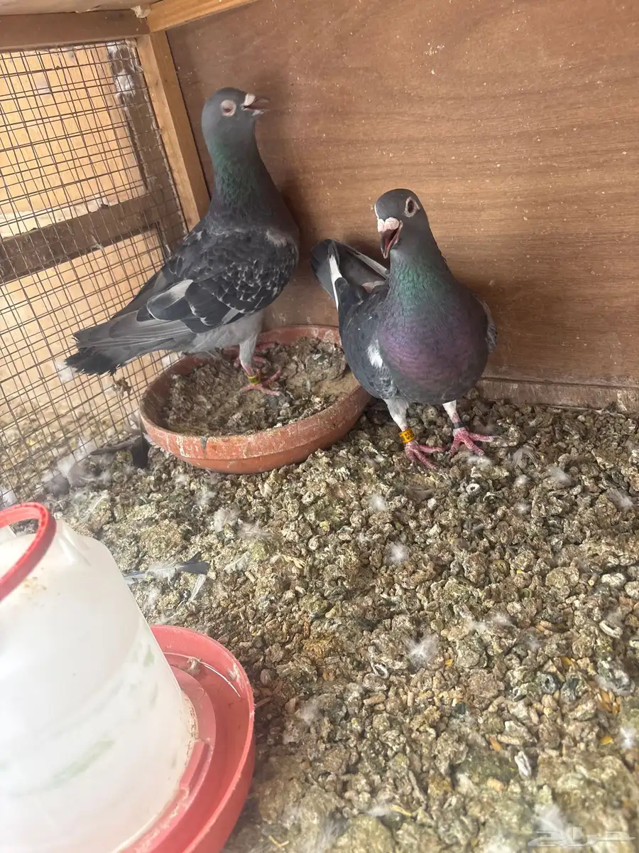 للبيع طبات واجوز زواجل سباق 2