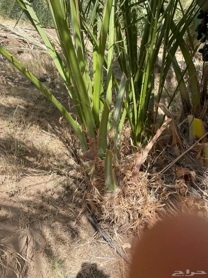 صنيه عجوه فاخره سليمه بإذن الله من الافات الزراعيه 2