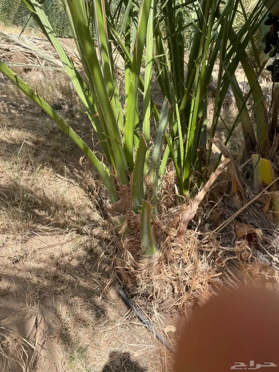 صنيه عجوه فاخره سليمه بإذن الله من الافات الزراعيه 2