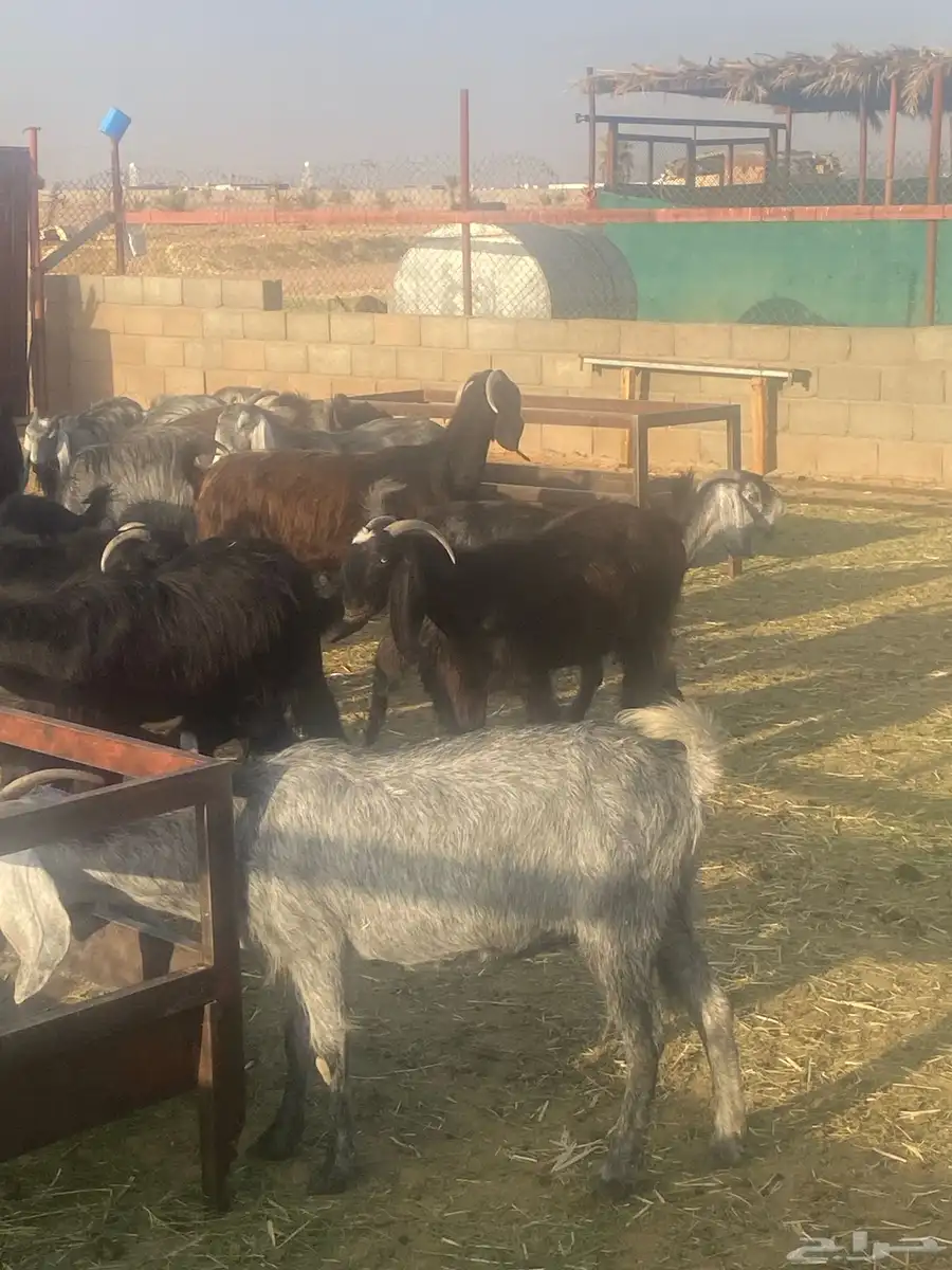 عدد56 عنز مع فحولها 42 عنز شامية 14 عنز عارضيةاصل بفحولها 2