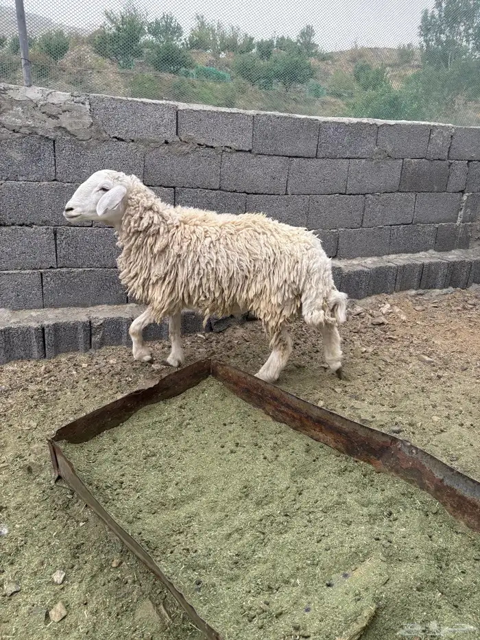 طلي حري والسن ثني 0