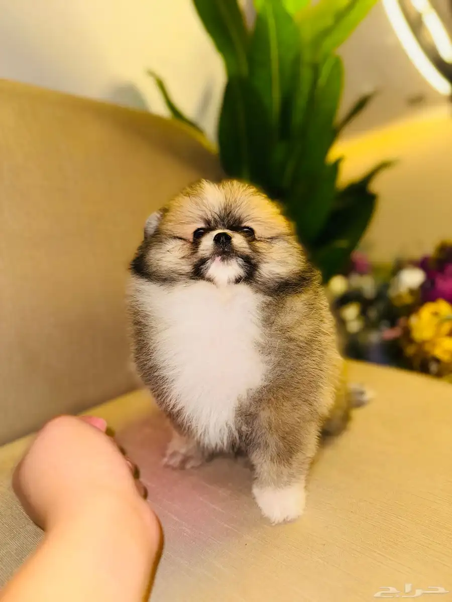 pomeranian for sale 2