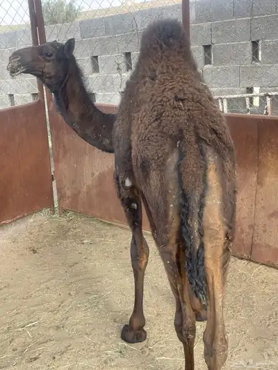 خلفه حليبها واجد تحتها بكره وضروبتين للبيع 2