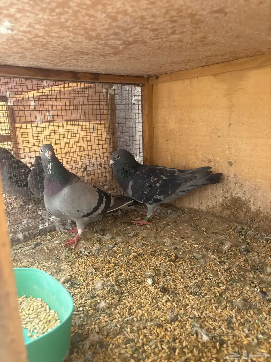 للبيع طبات واجوز زواجل سباق 9