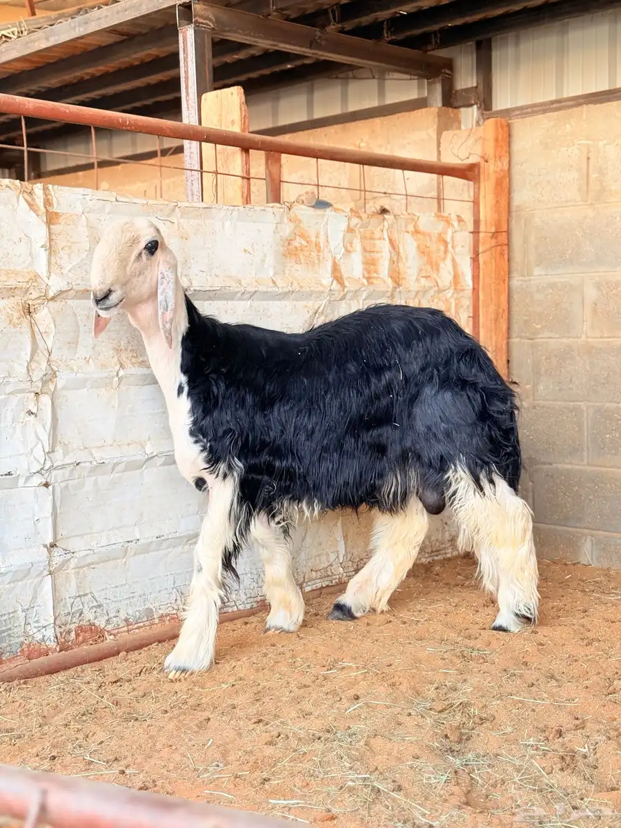 للبيع مشروع فحل فاخر جدا 1