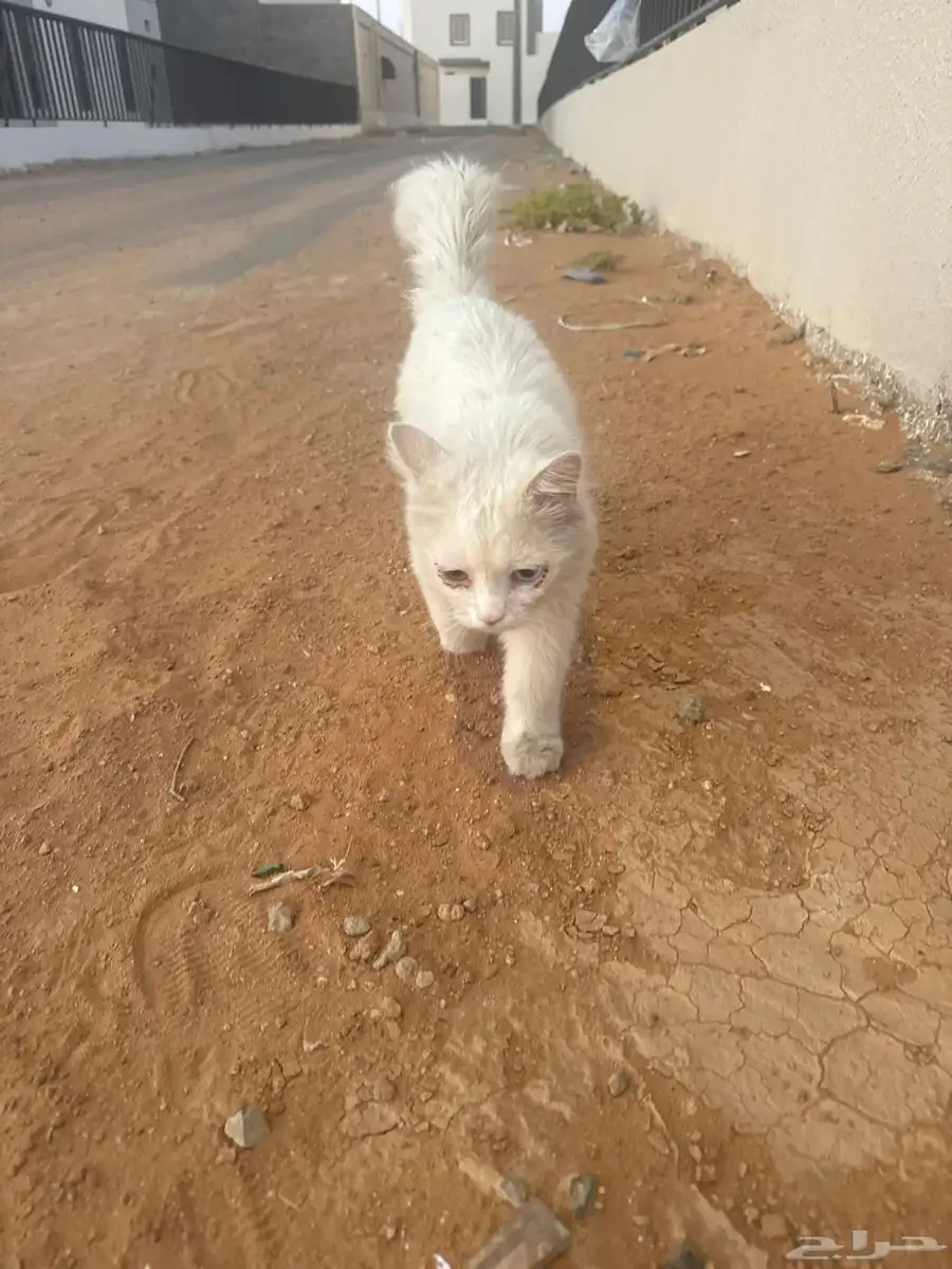 قطه اليفه 0