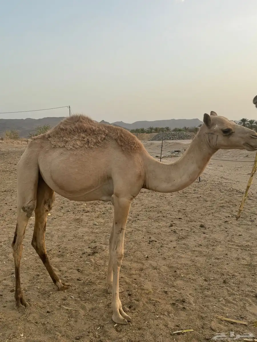 بكره مكنسله مفروده لها من يوم كنسلت 4 شهور 1