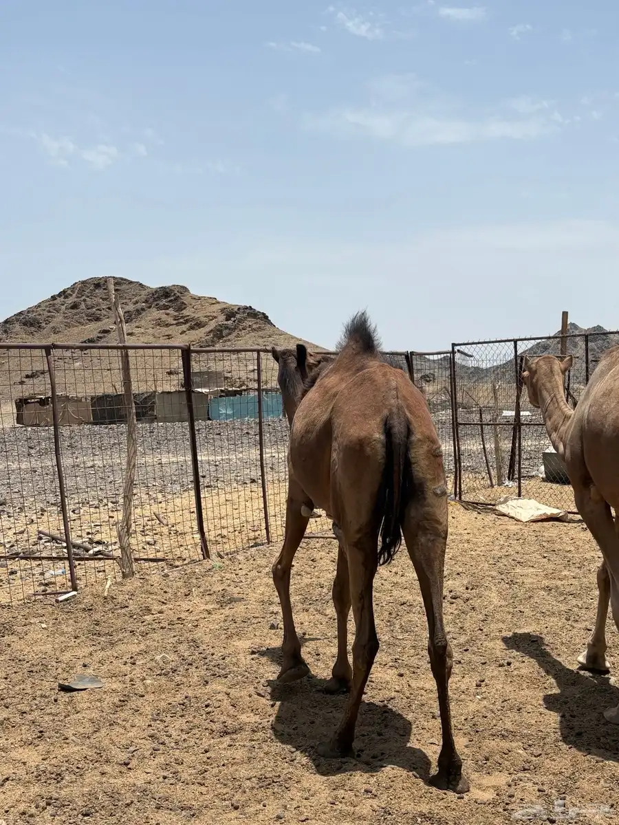 بكره صفرا جذعه مبيوع ولدها 4