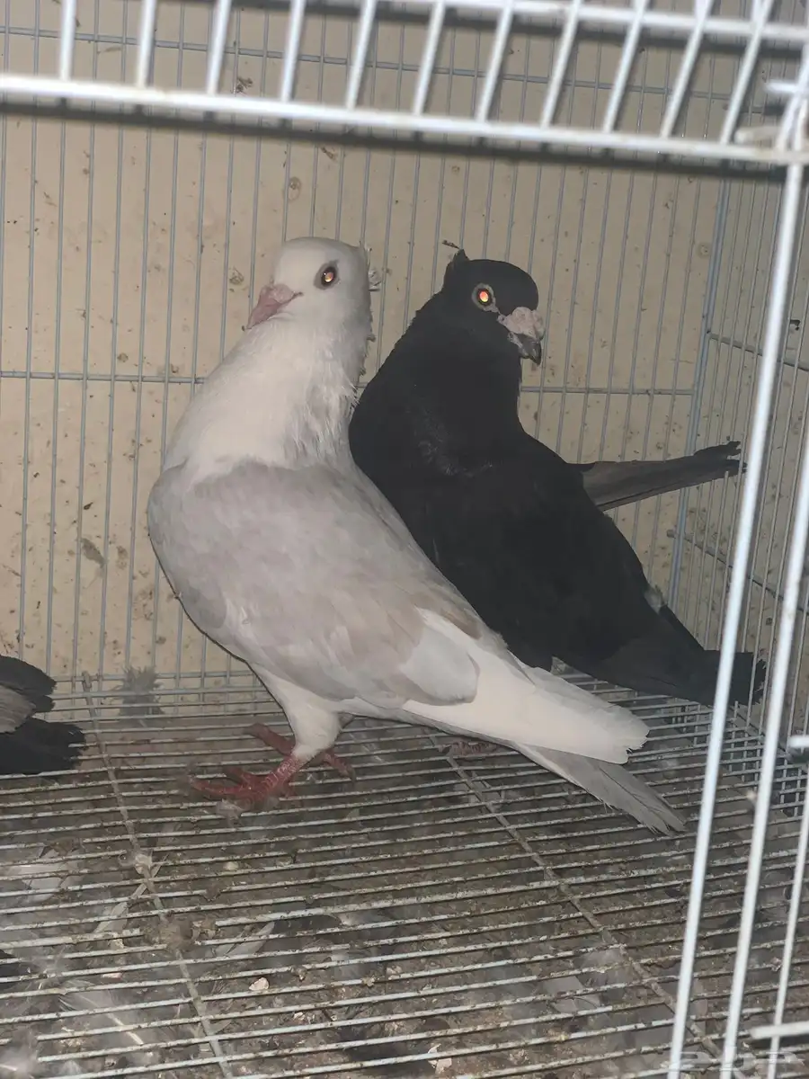 حمام زاجل 0