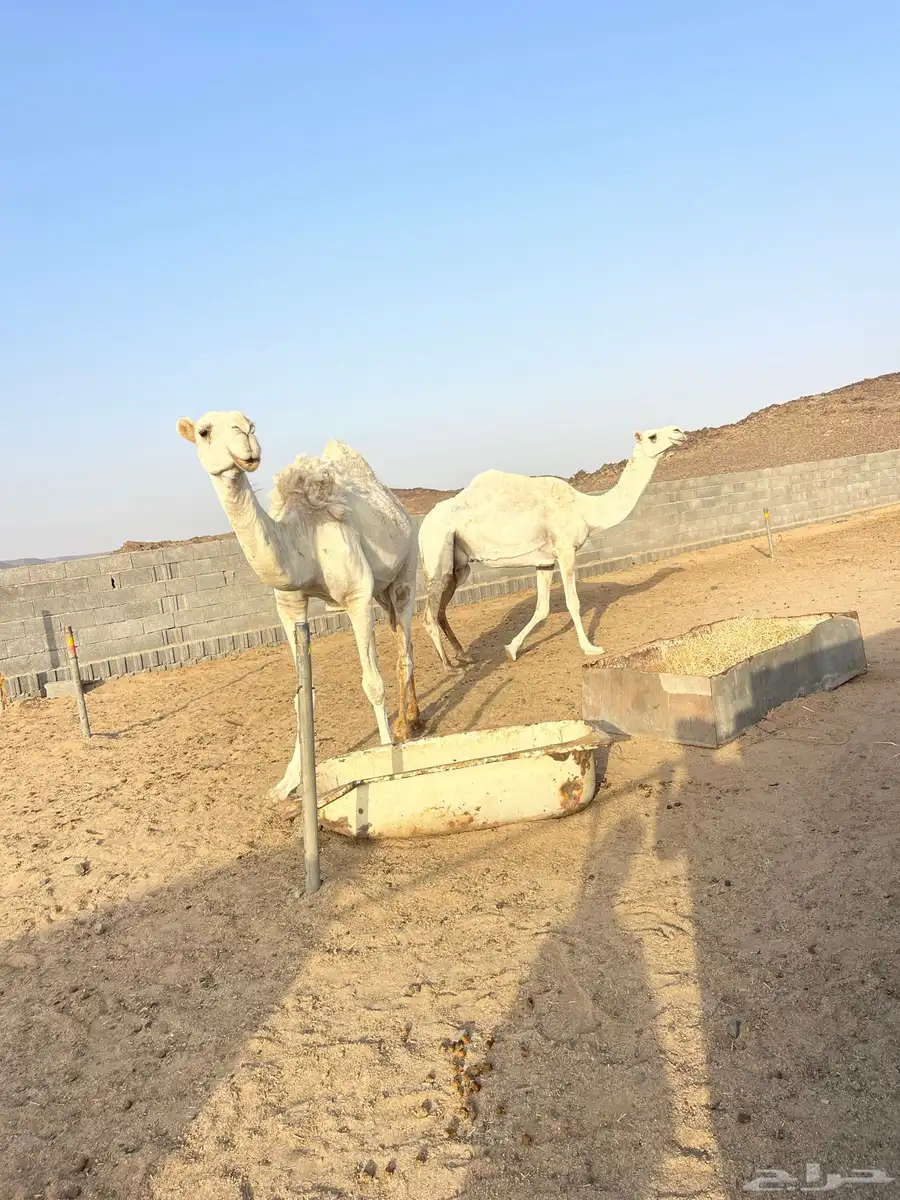 نياق للبيع 7