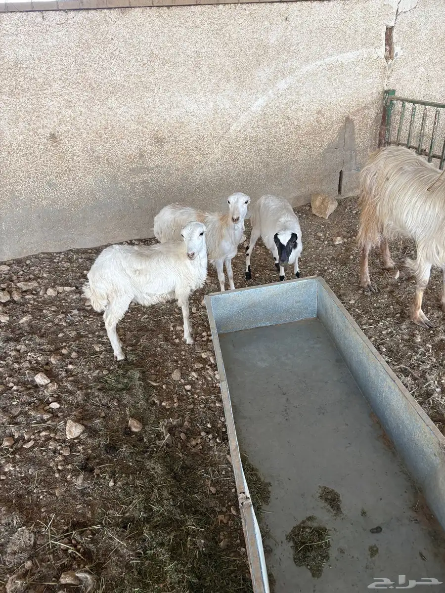 رفيديات رخال جذعات حالها زين غير مستور 2 دفيع 2