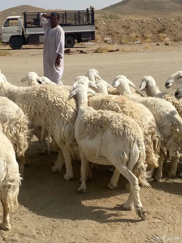 غنم دفيع مراح واحذ 14