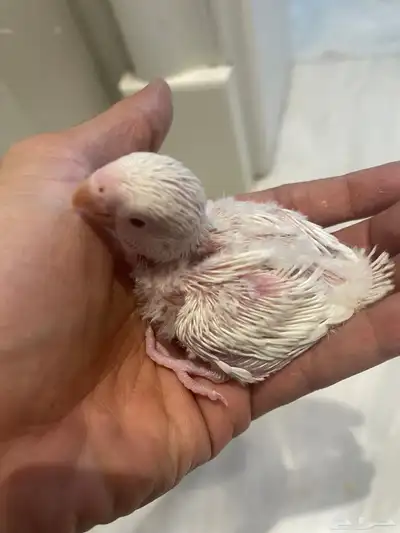 فروخ روز 6