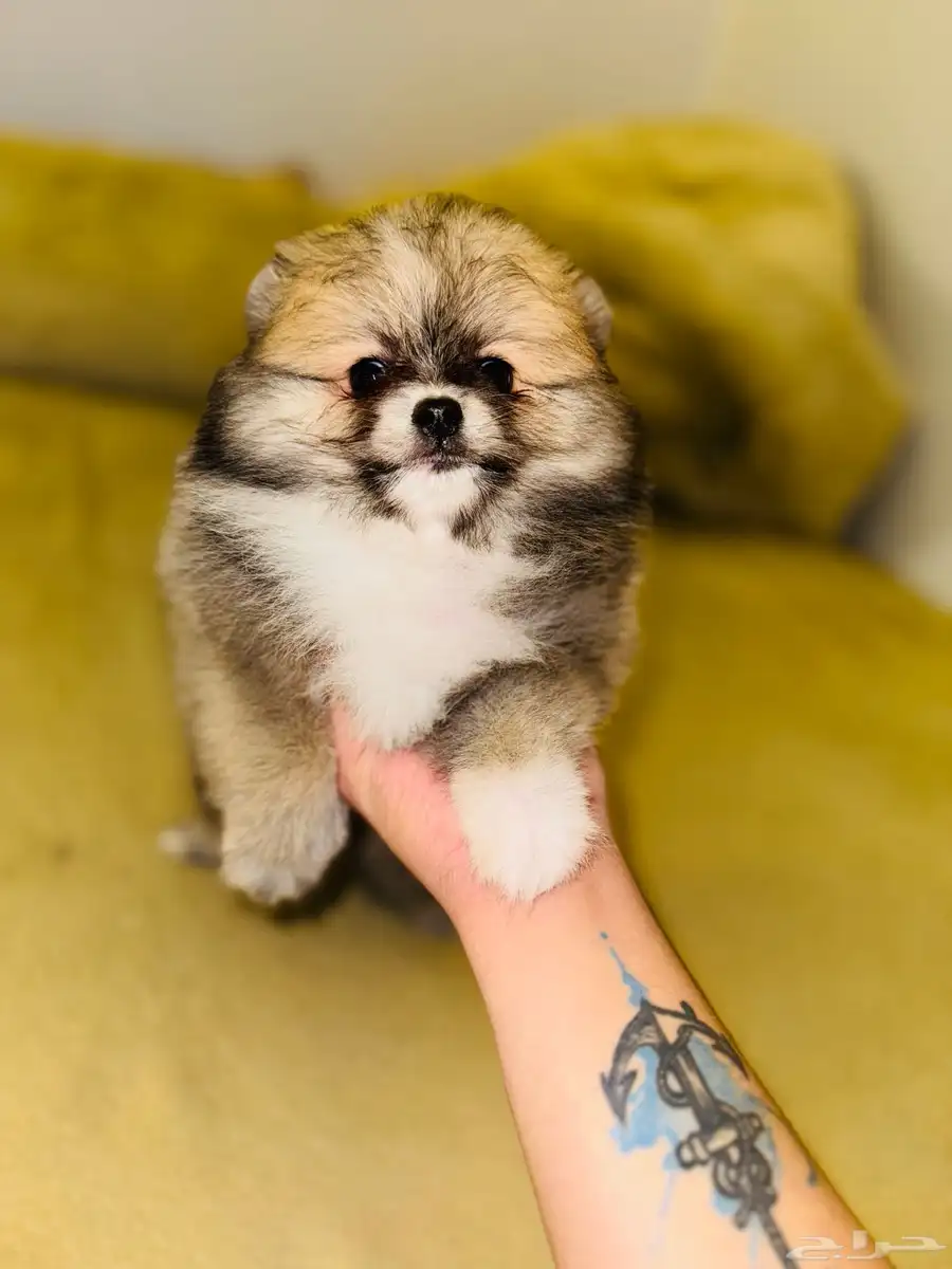 pomeranian for sale 6