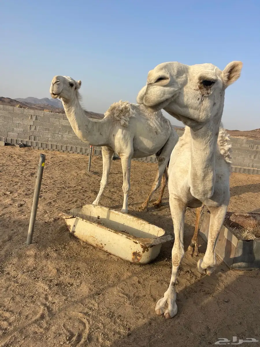 نياق للبيع 8