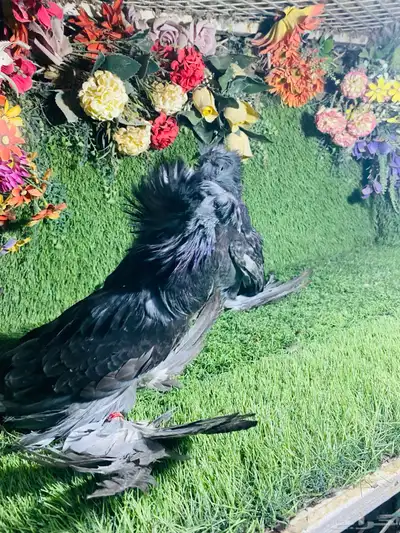 للبيع طبه بخاره بلوشيك 2