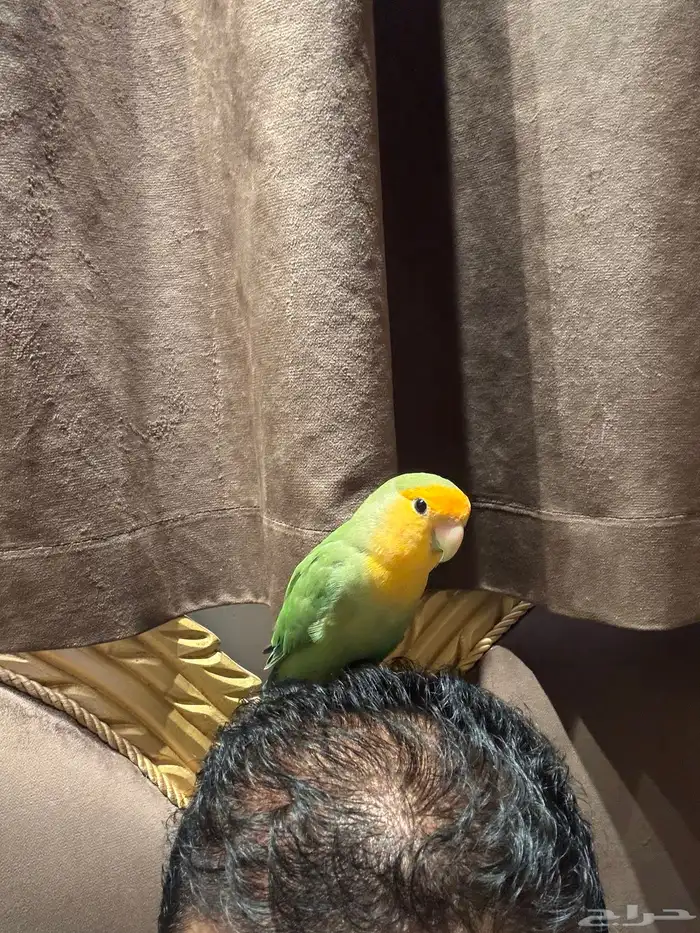 جوز روز 9