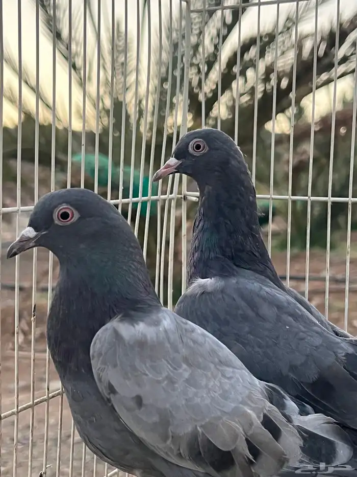 للبيع حمام باكستاني 0
