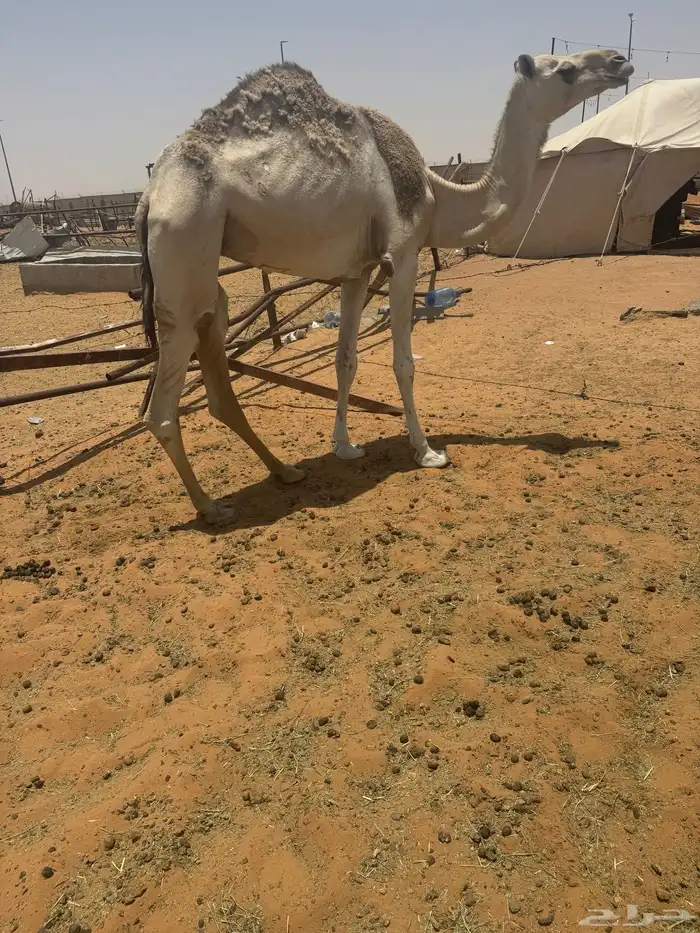 للبيع ابل 6