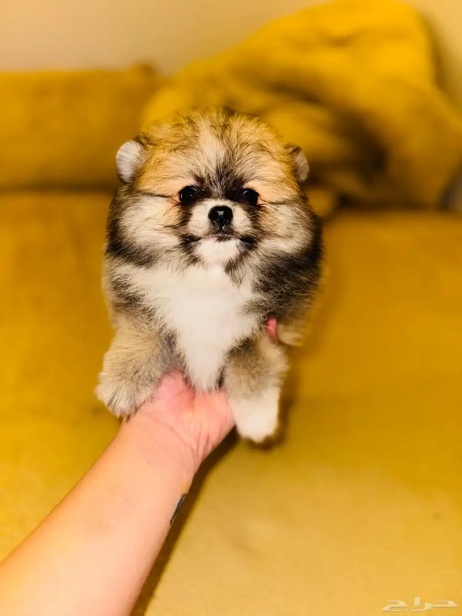 pomeranian for sale 7