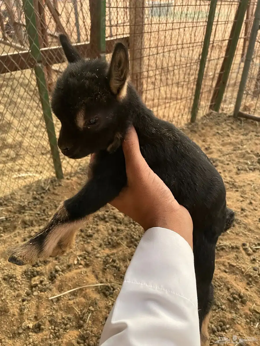ماعز قزمي بيور 1
