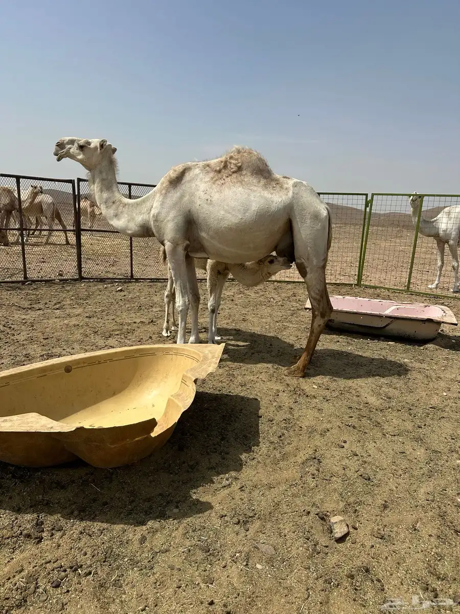 ناقه خلفه عفراء تحتها قعود 2