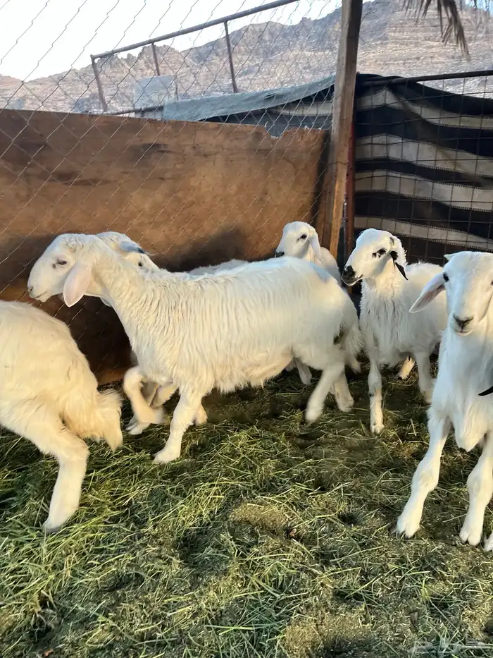 طليان حريه من المراح شرط 0
