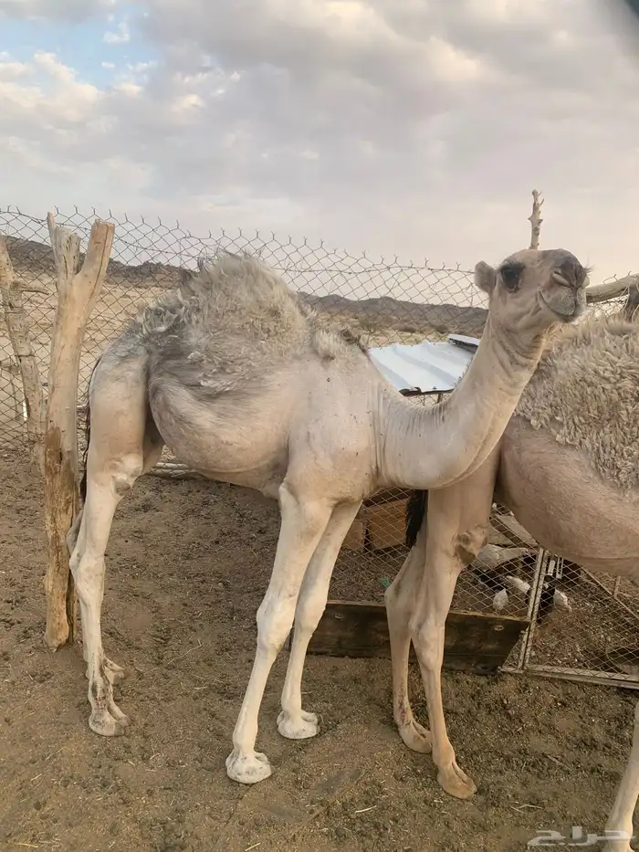 قعود كفو مواريه طيبه وهو حوار عمره شهرين ونص 3