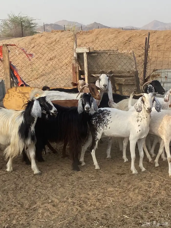 معزا مراح واحد حليب ومضاريع 11