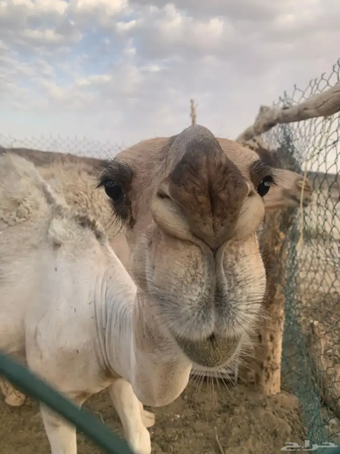 قعود كفو مواريه طيبه وهو حوار عمره شهرين ونص 2