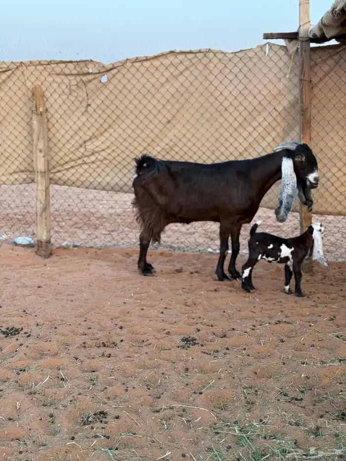 عنزين حليب وعنز متبع طيبات تم البيع 8