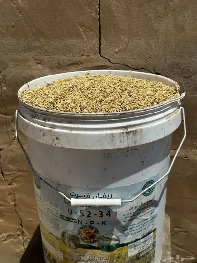شعير بلدي 7