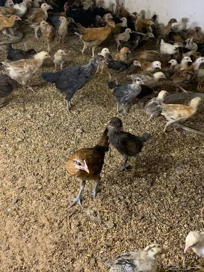 دجاج بلدي 0
