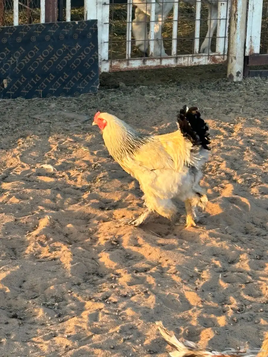 ديكة براهما للبيع 1
