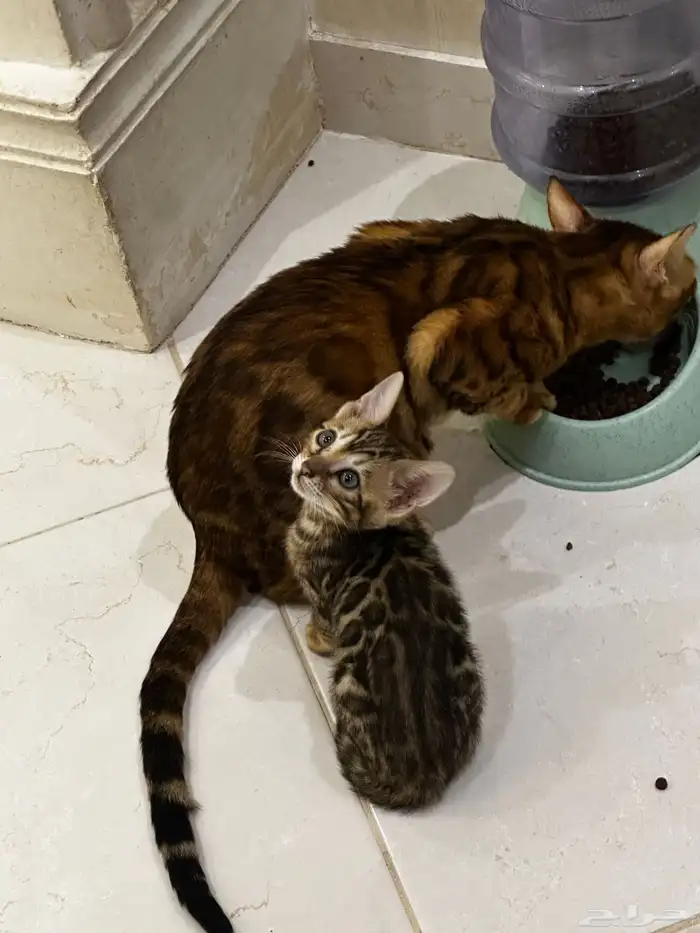 قطط بنغال للبيع مستويات قوية 1