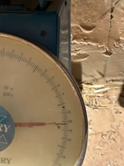 شعير بلدي 6