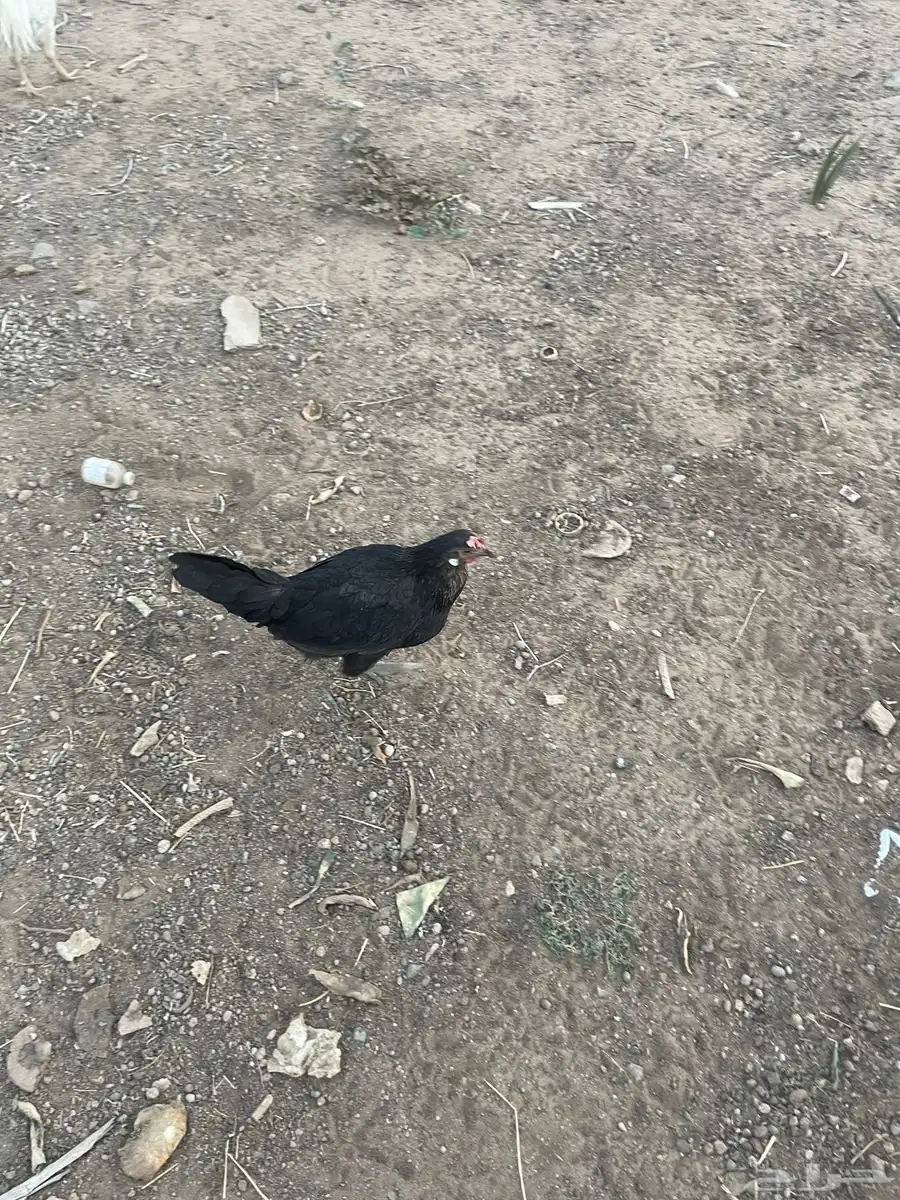 دجاج بلديه 0
