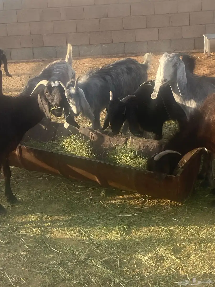 عدد56 عنز مع فحولها 42 عنز شامية 14 عنز عارضيةاصل بفحولها 1