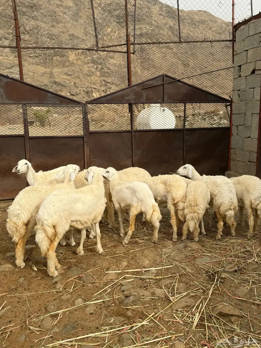 للبيع رخال العدد 11 0