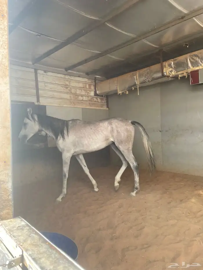 خيل شعبي عمره ثلاث سنين 0
