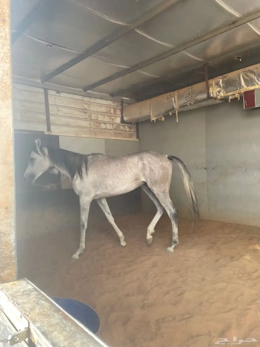 خيل شعبي عمره ثلاث سنين 0
